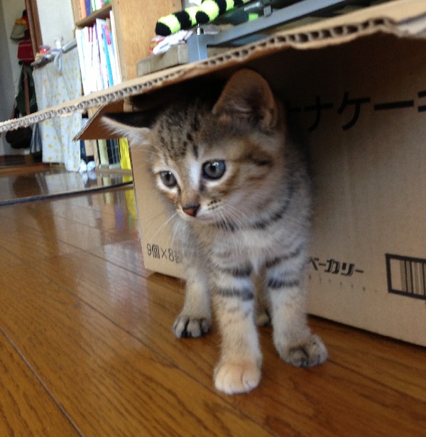 街の電気屋さんが潰れない理由。弱者が強者に勝つ方法。